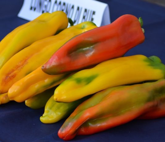 Fiera del Peperone di Carmagnola: il programma di oggi, lunedì 31 agosto fiera del peperone lunedì 31