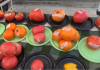 Cambiano: il programma della 49ª edizione della Sagra del Pomodoro Costoluto pomodoro Cambiano