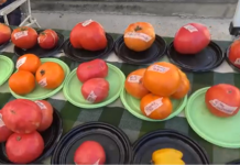 Cambiano: il programma della 49ª edizione della Sagra del Pomodoro Costoluto pomodoro Cambiano