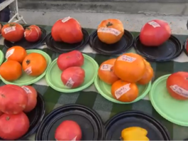 pomodoro Cambiano