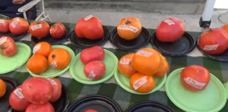 pomodoro Cambiano