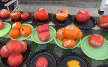 pomodoro Cambiano