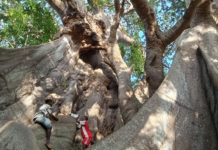 Senegal Poirino