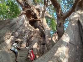 Senegal Poirino