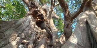 Senegal Poirino