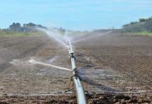 Biodiversità nei campi, la Regione finanzia cinque aziende del territorio biodiversità nei campi