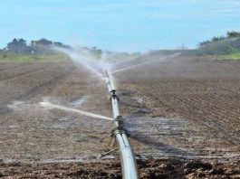 Biodiversità nei campi, la Regione finanzia cinque aziende del territorio biodiversità nei campi