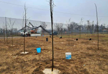 Carmagnola, rinaturalizzata l’area del Ceis: 770 metri quadrati di nuovo verde ceis carmagnola