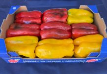 Fiera del Peperone di Carmagnola: il programma di oggi, mercoledì 2 settembre fiera del peperone mercoledì 2 settembre 2026 programma informazioni