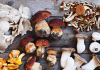 Carignano funghi edibili