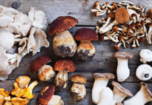 Carignano funghi edibili