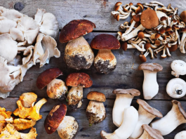 Carignano, una serata divulgativa sui funghi edibili Carignano funghi edibili