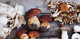 Carignano funghi edibili