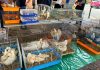 Castagnole: mercatino dei piccoli animali e dell’usato Castagnole mercatino usato