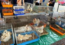 Castagnole: mercatino dei piccoli animali e dell’usato Castagnole mercatino usato