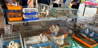Castagnole mercatino usato