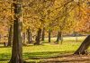 Foliage al Parco Cavour di Santena Santena Parco Cavour foliage