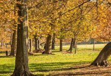 Foliage al Parco Cavour di Santena Santena Parco Cavour foliage