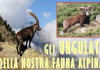 Pro Natura Carmagnola organizza una serata dedicata agli ungulati della fauna alpina Ungulati della fauna alpina