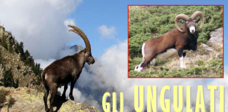 Ungulati della fauna alpina