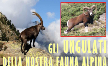 Pro Natura Carmagnola organizza una serata dedicata agli ungulati della fauna alpina Ungulati della fauna alpina