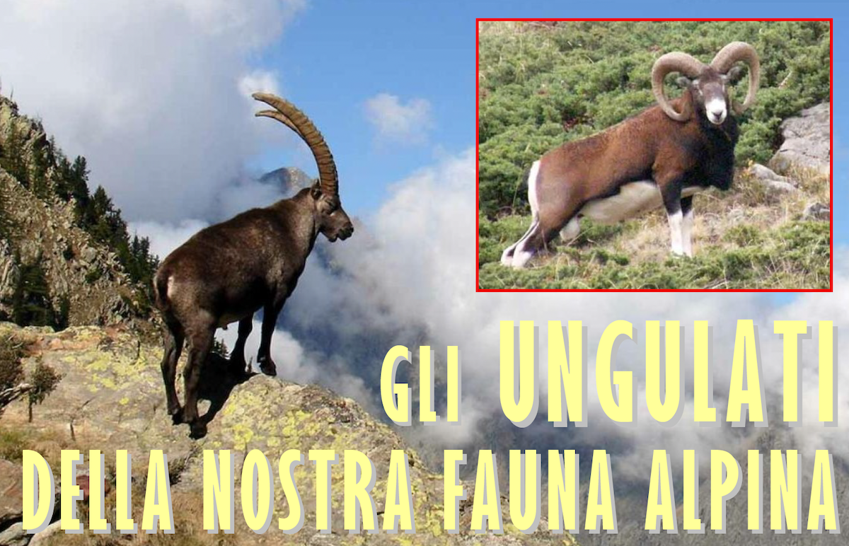 Ungulati della fauna alpina