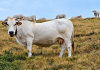 Distretto del Cibo della Razza Bovina Piemontese, primo via libera dalla Regione Distretto Cibo Carne Razza Bovina Piemontese