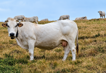 Distretto del Cibo della Razza Bovina Piemontese, primo via libera dalla Regione Distretto Cibo Carne Razza Bovina Piemontese