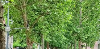 Verde pubblico e qualità della vita