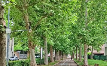 Verde pubblico e qualità della vita, il PD Carmagnola organizza un incontro Verde pubblico e qualità della vita