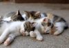 Piobesi: approvata la convenzione con l’associazione Wancisi Odv per la tutela dei gatti randagi Piobesi gatti convenzione