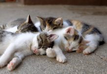 Piobesi: approvata la convenzione con l’associazione Wancisi Odv per la tutela dei gatti randagi Piobesi gatti convenzione