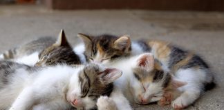 Piobesi gatti convenzione
