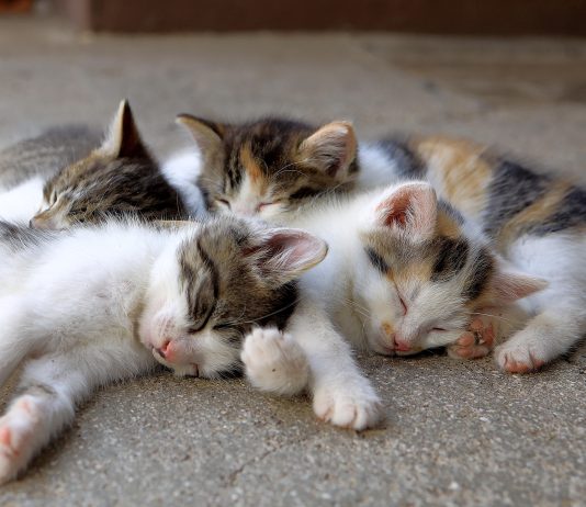 Piobesi gatti convenzione