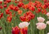 Pancalieri: “tulipanata” con l’oratorio Pancalieri tulipanata