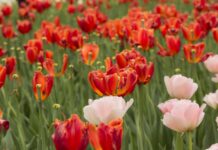 Pancalieri: “tulipanata” con l’oratorio Pancalieri tulipanata